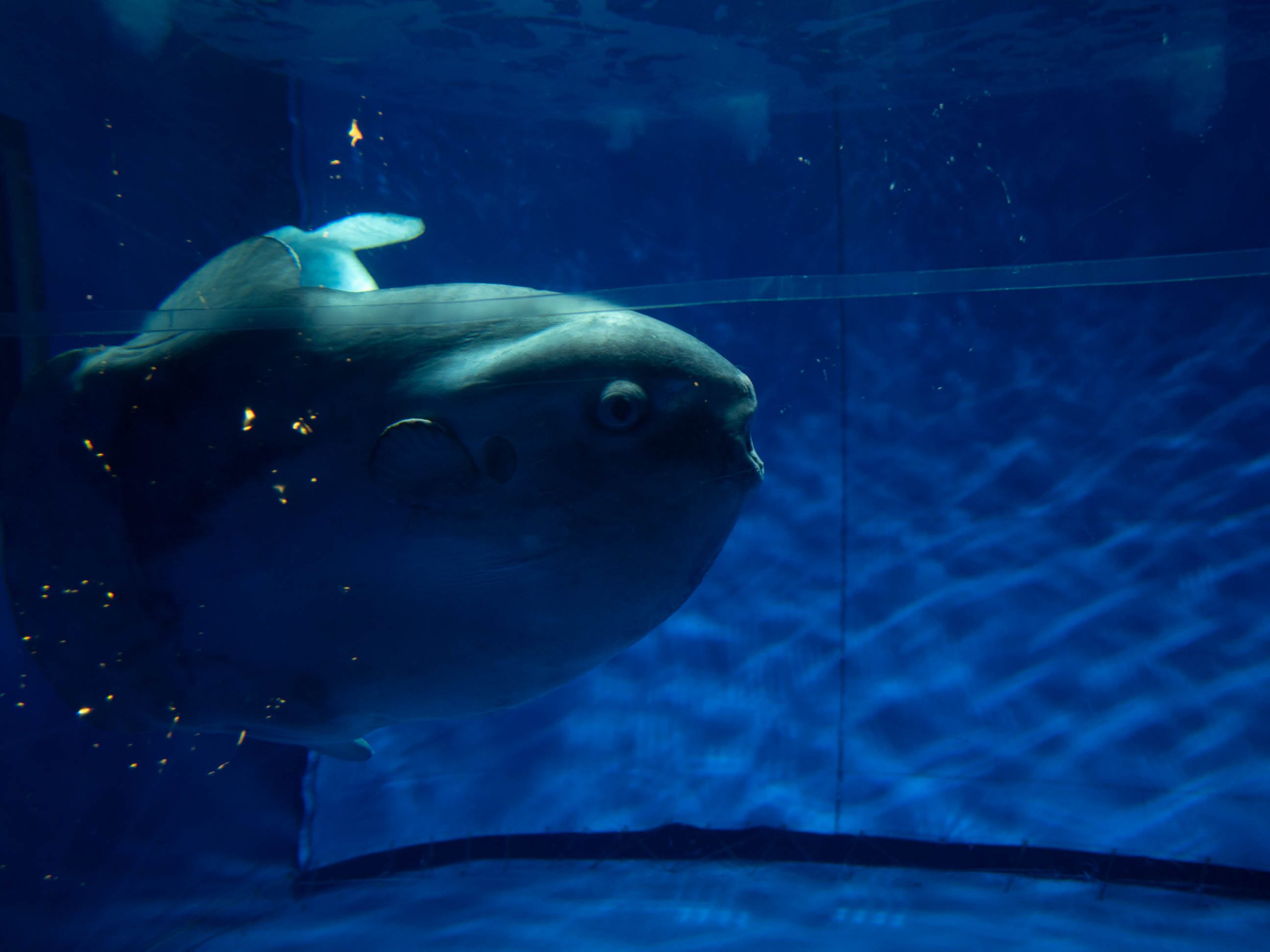 大洗水族館　マンボウ　250216 (1 - 1)